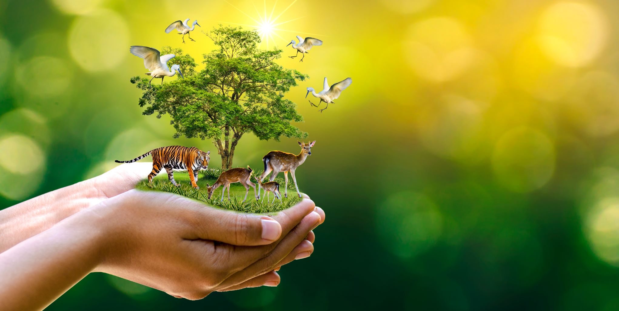 indigenous values